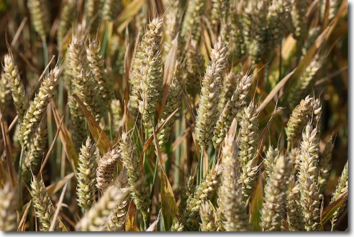 Einkorn-Wheat-Ears-Growing