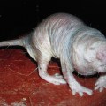 naked mole-Renovating-Your-Mind