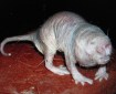 naked mole-Renovating-Your-Mind