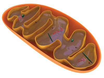 Mitochondria