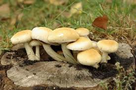 beautifulmushrooms