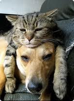 dogcatfriends