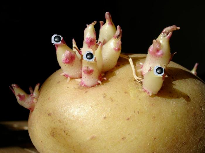 potatoeyes