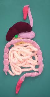 knitedintestinaltractexercise