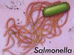 salmonella2