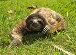 sloth