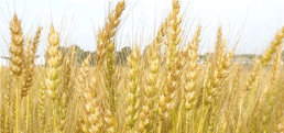 whitewheat