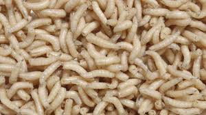 medical-maggots-wounds