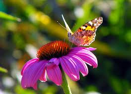 purple-coneflower-echinacea