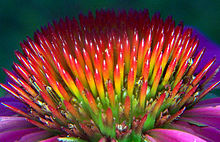 Purple-Coneflower-Echinacea
