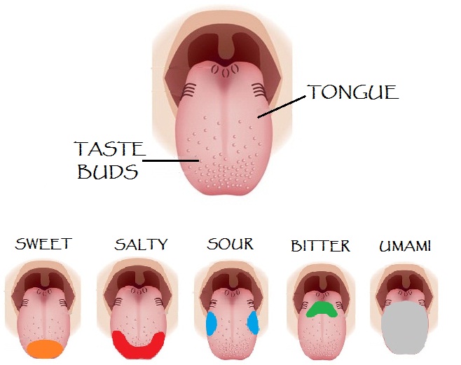 Tongue-Five -different-taste-buds