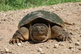 turtle-slower-you-go-faster-I-look
