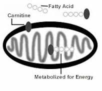 carnitine-mitoc-fatty-acid-how-it-works