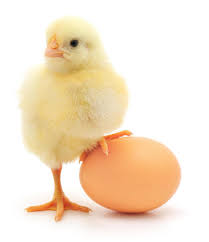 chick-with-an-egg