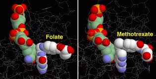folate-B9-vs-metotrexate