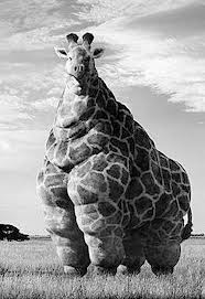 giraffe-morbidily-obese1