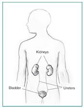 kidneys-human