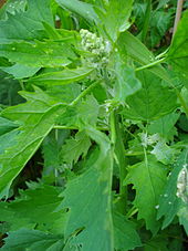 quinoa-plant-leaves