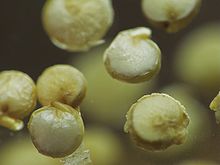 quinoa-seeds