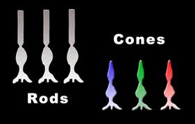 rods-cones-vision