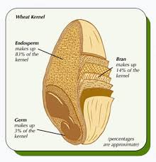 whole-wheat-kernel-cross-section