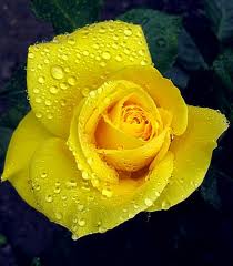 yellow-rose-vision-color