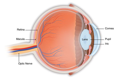 cross-section-of-eye-showing-retina-macula-area