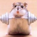 hamster-lifting-weight