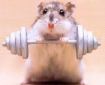 hamster-lifting-weight