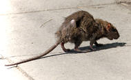 street-rat_m2