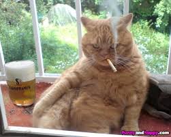 cat-taking-break-with-smoke-and-some whiskey