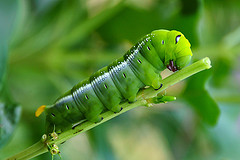 caterpillar-larve-for-human-food