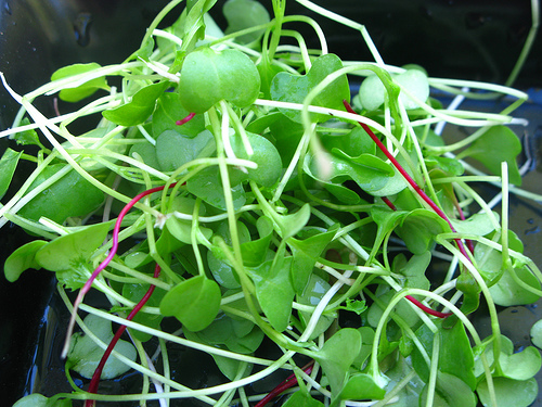 love-those-green-microgreens