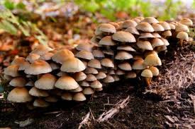 mushrooms-growing-out-in-the-wild