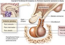 pituitary-Renovating-Your-Mind-examines-lost-sex-drive-with-gland-in-brain-oxytocin