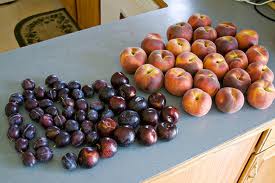 plums-and-peaches-many-displayed