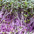 Renovating-Your-Mind-on microgreens