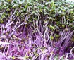 Renovating-Your-Mind-on microgreens