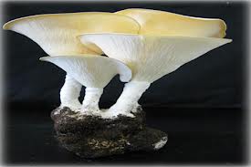 tiger-milk-mushroom-in-dirt