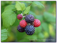 black-raspberry-picture-bush