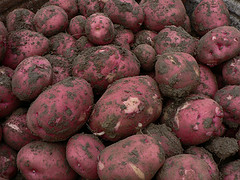 down-and-dirty-red-potatoes-but-good-eating-spuds
