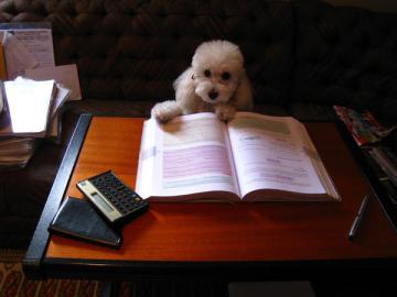 poodle-studying-wearing glasses-with book
