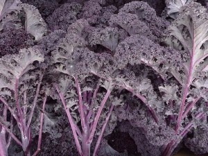 red-curly-kale-sweeter-more-tender-than-other-varieties