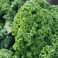 Renovating-Your-Mind-does-kale-and-the-power-of-one-leafy-green