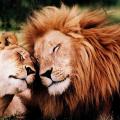 Renovating-Your-Mind-trust-and-love-lion-and lioness