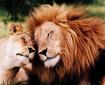 Renovating-Your-Mind-trust-and-love-lion-and lioness