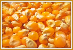 corn-dried-used-to make-popcorn-placed-in-brown-bag-then into microwave-few-minutes-add-spices-afterwards