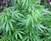 RENOVATING-YOUR-MIND-medical-marijuana-health-effects-plant-large-green leaves-not-flowered