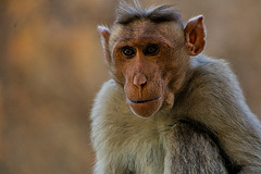 monkeys-unlike-most-homo-sapiens-do-not-usually-eat-meat-protein