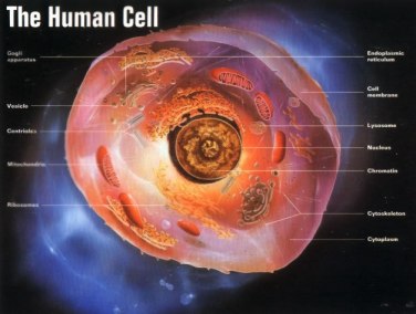 picture-human-cell-color-57-trillion-make-human-body